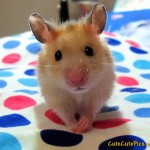 Cold baby Mouse