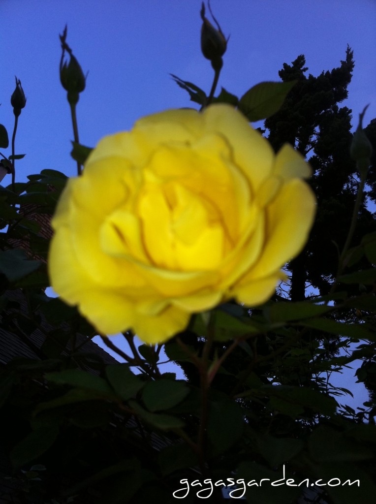 Golden Showers, Gaga's Garden