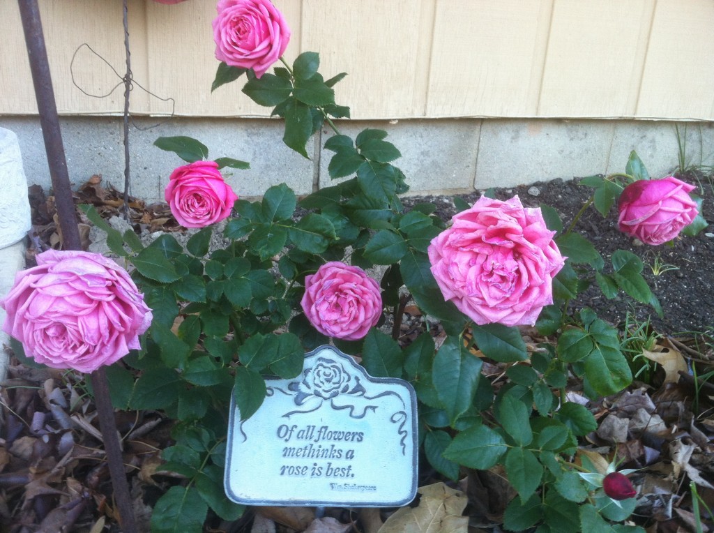 First Rose Planted in the New Rose Garden Fall 2011