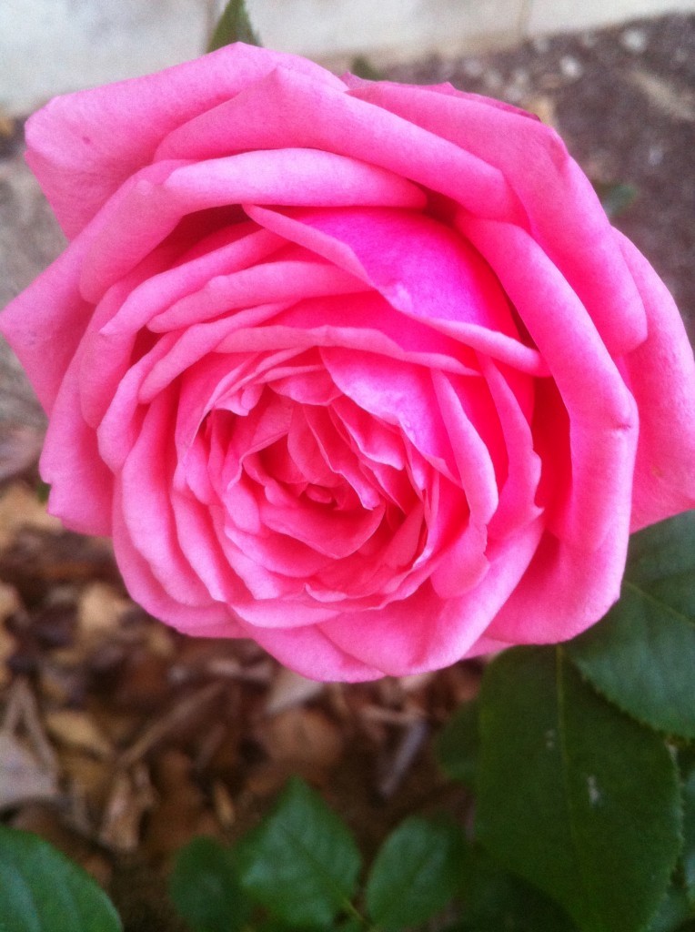 Late Bloomer Gaga's Garden 