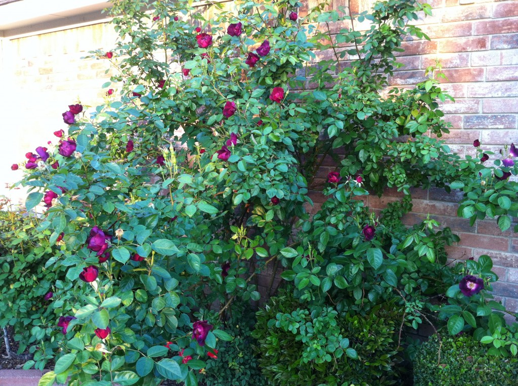Night Owl, Large Flowered Climber