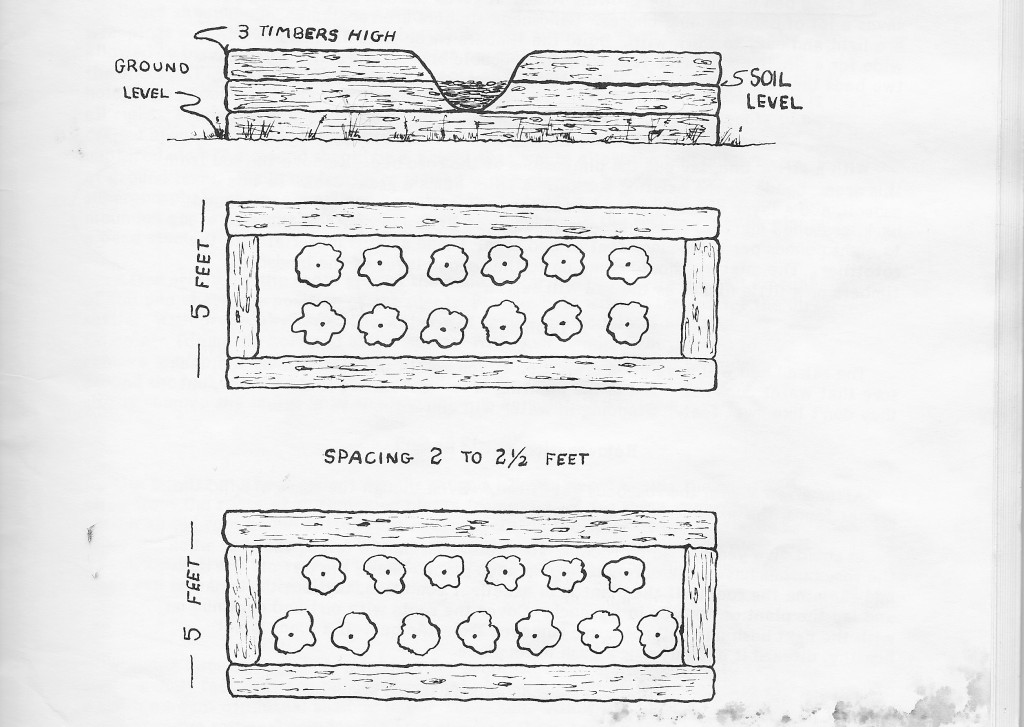 Elevated Rose Bed Design