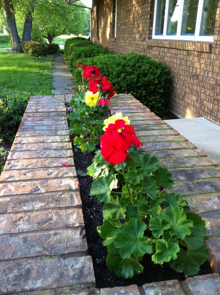 All-A-Twitter Miniature Rose Planter