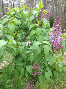 Lilac Blooming in Gaga's Garden