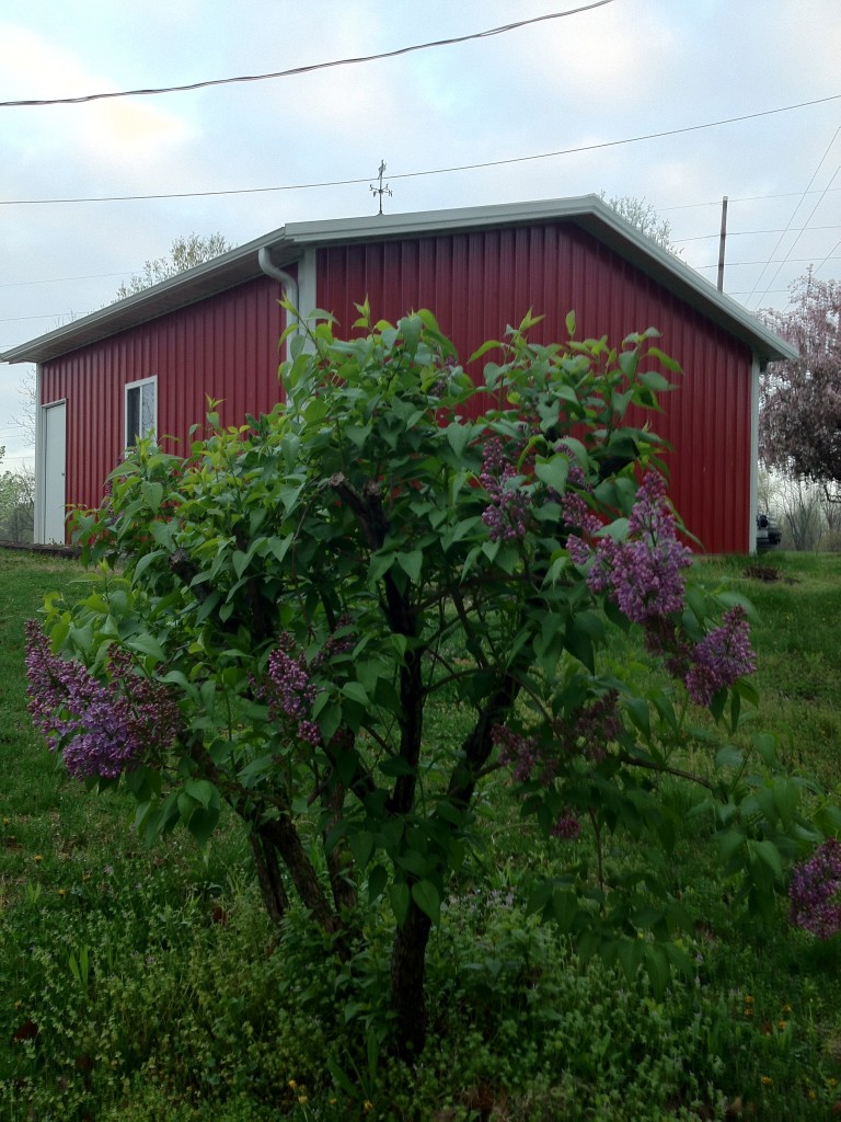 Saved Lilac Bush at Gaga's Garden