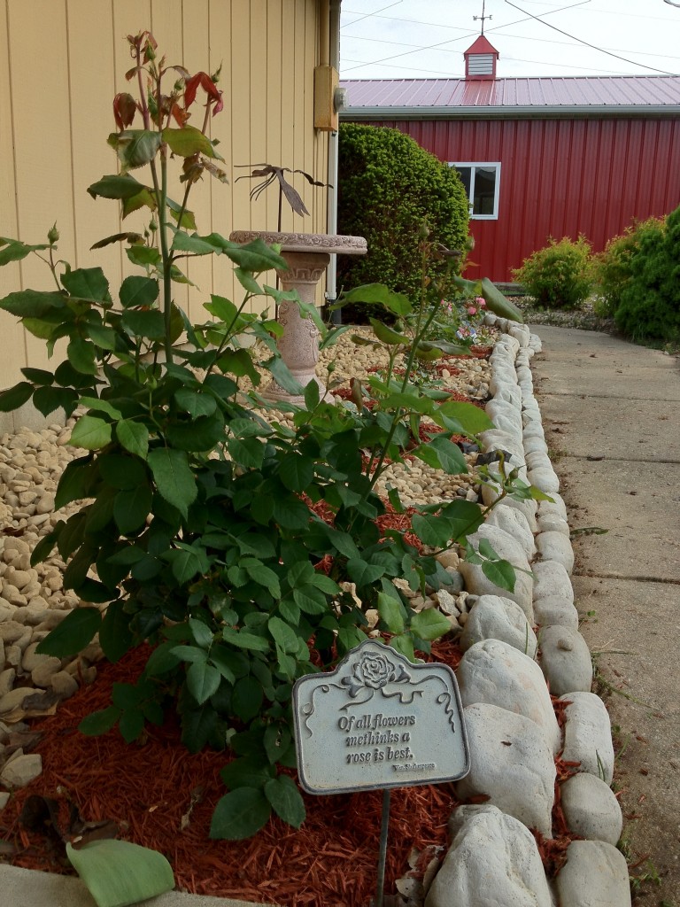 Gaga's Rose Garden of Floribunda Roses in Illinois Established April 2012