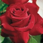 Veterans Honor, Hybrid Tea