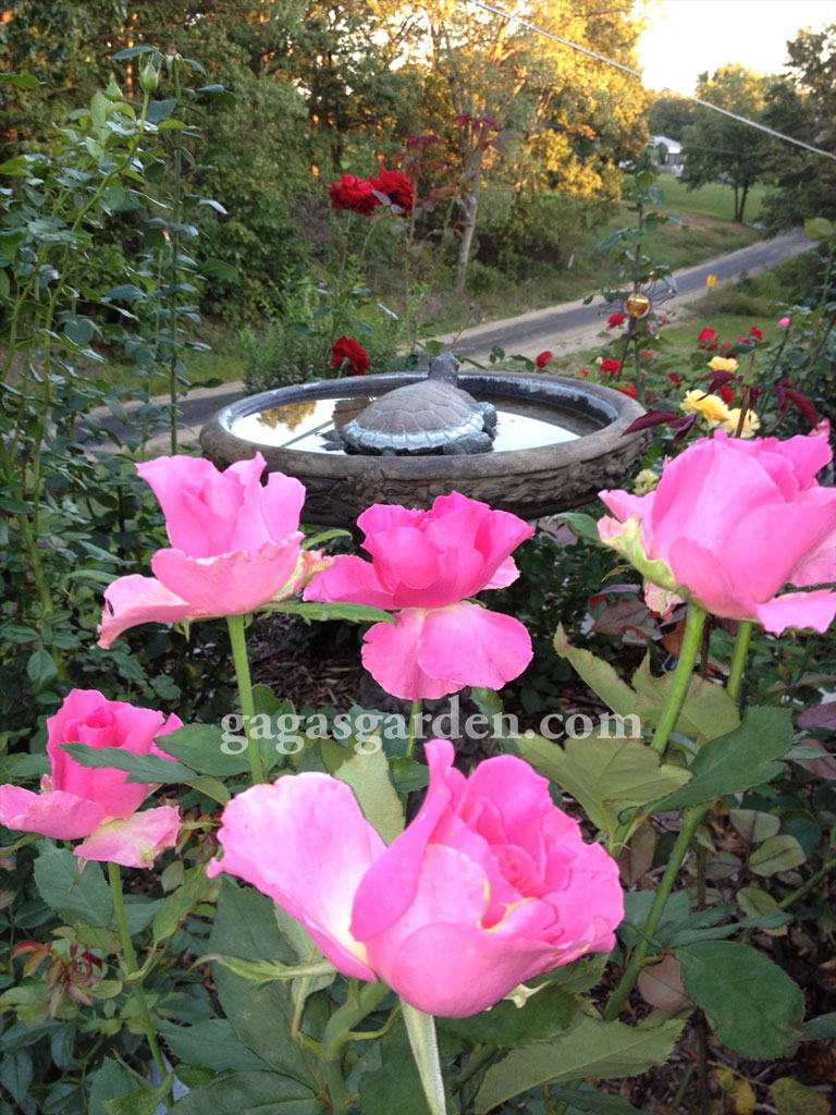 Fall Rose Garden Fall Rose Garden