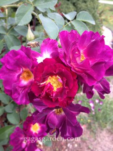 Night Owl Spray in the fall rose garden Night Owl Spray in the fall rose garden