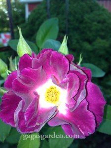 Night Owl, Large Flowered Climber in the Fall Garden Night Owl, Large Flowered Climber in the Fall Garden