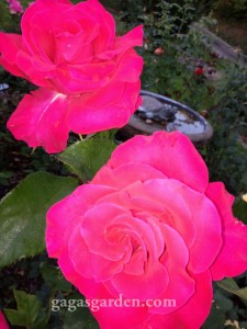 Redemption, hybrid tea in the fall Rose Garden Redemption, hybrid tea in the fall Rose Garden