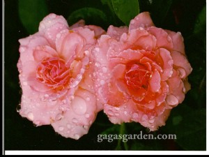 Raindrops on Roses