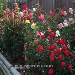 Visual Explosion of The Garden