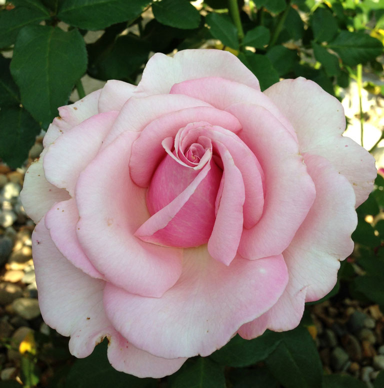 a-rose-tribute-to-memorial-day-in-loving-memory-gaga-s-garden