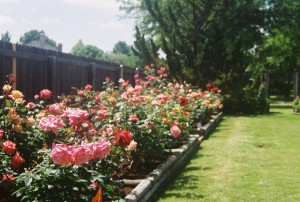 The East Rose Garden The East Rose Garden