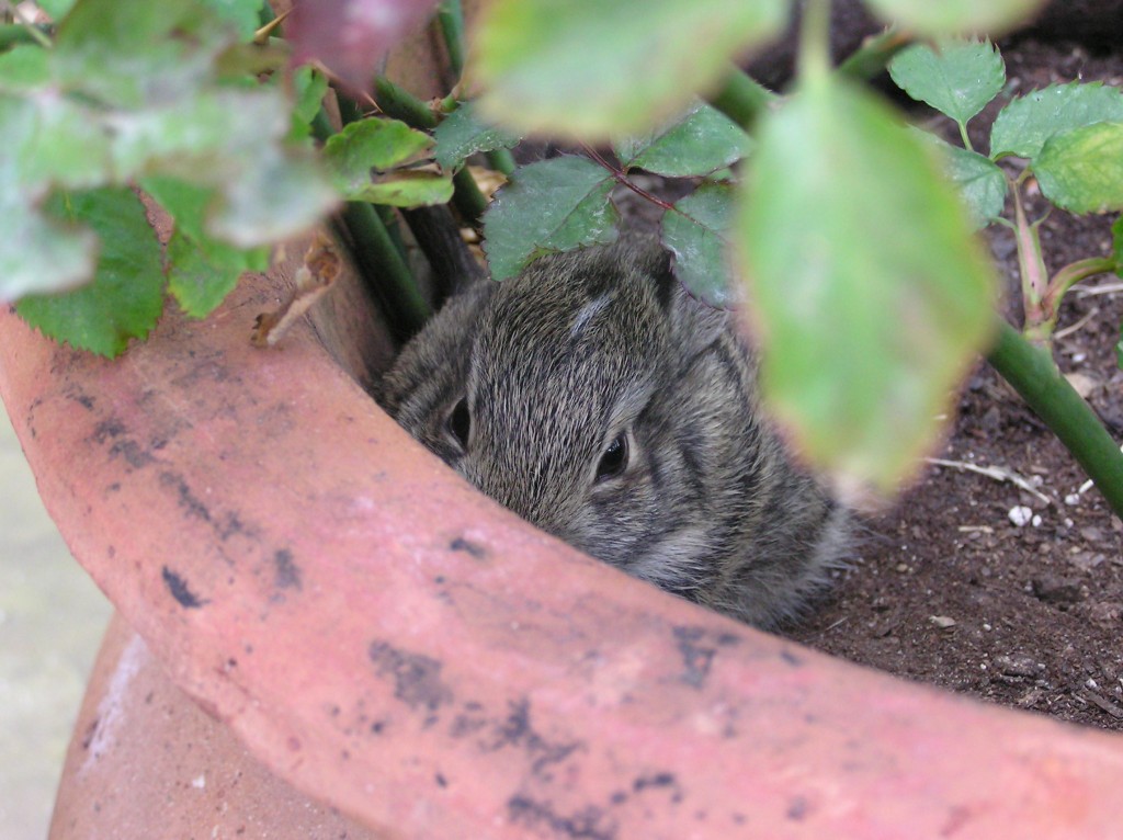 Bunny in the Rose Pot Whose Peeking Out of The Rose Pot?