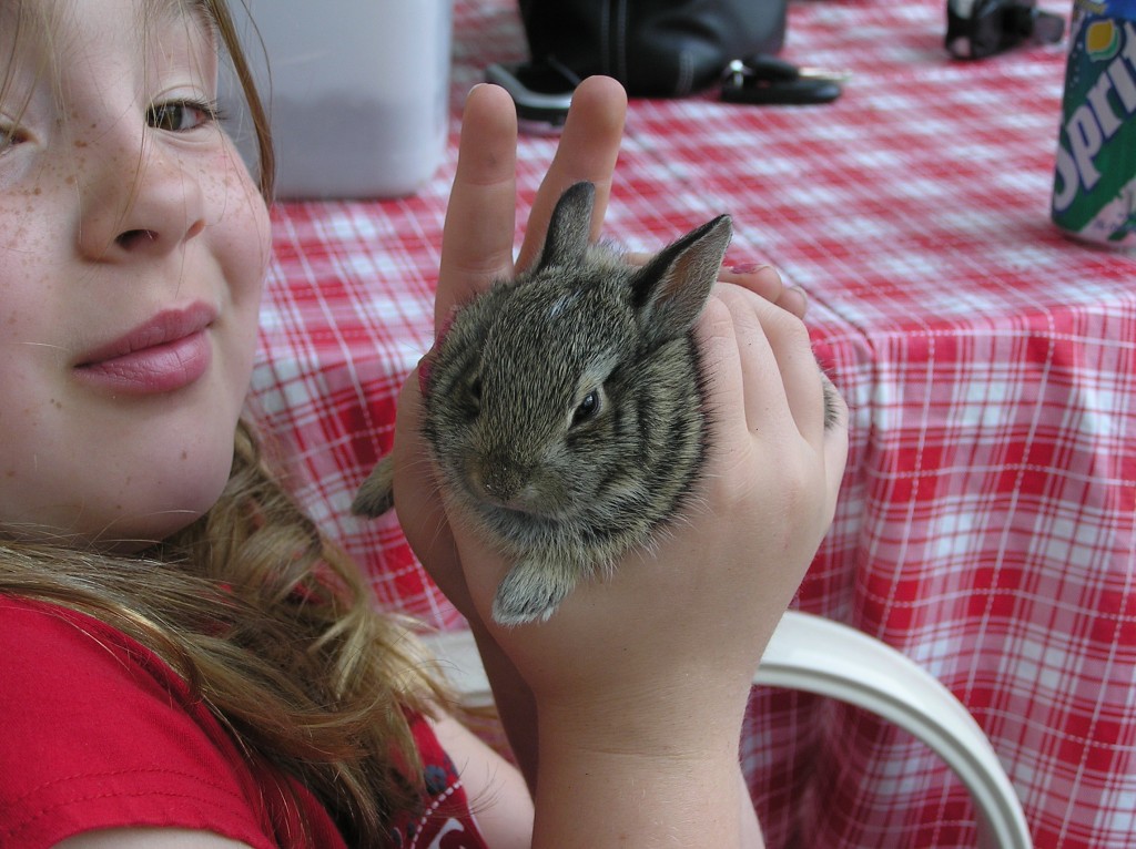 Bunny Born in a Patio Flower Pot Bunny Born in a Patio Flower Pot