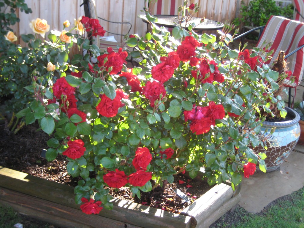 Black Cherry, Floribunda Rose Gagasgarden Black Cherry, Floribunda Rose Gagasgarden