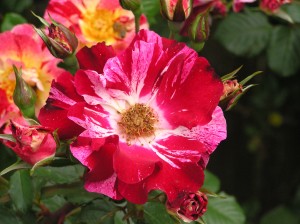 4th of July Climbing Rose
