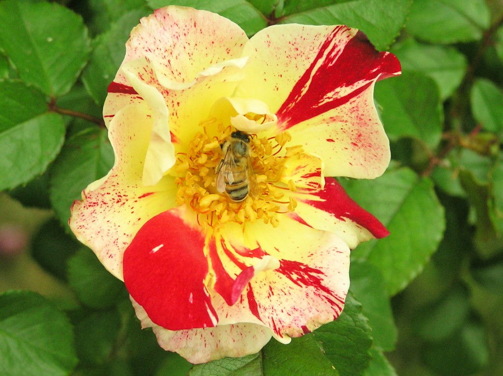 Bee on 4th of July Climbing Rose Bush Bee on 4th of July Climbing Rose Bush