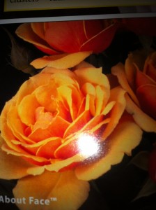 Grandiflora About Face Grandiflora About Face