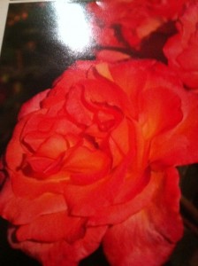Floribunda Mardi Gras Floribunda Mardi Gras