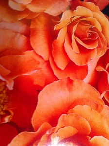 Floribunda Marmalade Skies Floribunda Marmalade Skies