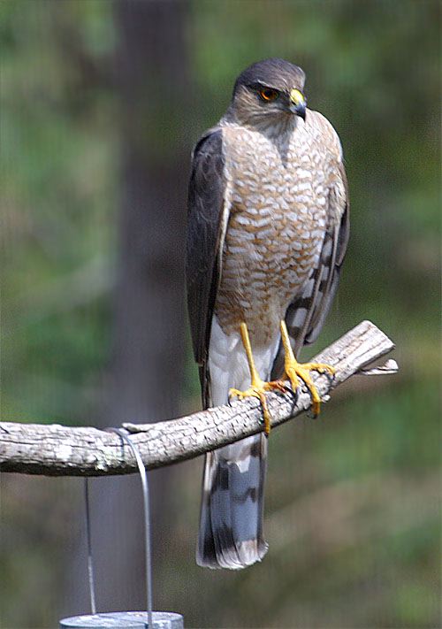 Hawk Feeds at the Bird Feeder & in the Yard Hawk Feeds at the Bird Feeder & in the Yard