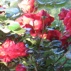 Cherry Parfait Grandiflora Rose, Gagasgarden Cherry Parfait Grandiflora Rose, Gagasgarden