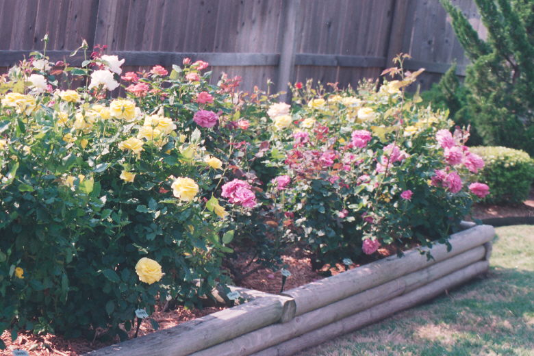 Gaga's Rose Garden in Bloom Gaga's Rose Garden in Bloom