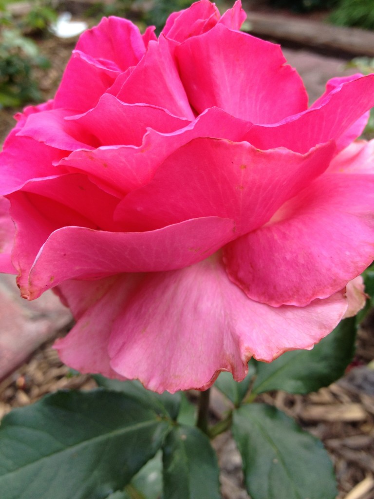 Heaven, Hybrid Tea Heaven, Hybrid Tea