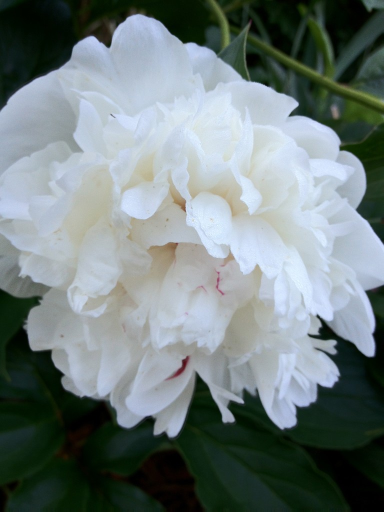 Double White Peony from Gagas Hidden Garden Double White Peony from Gagas Hidden Garden