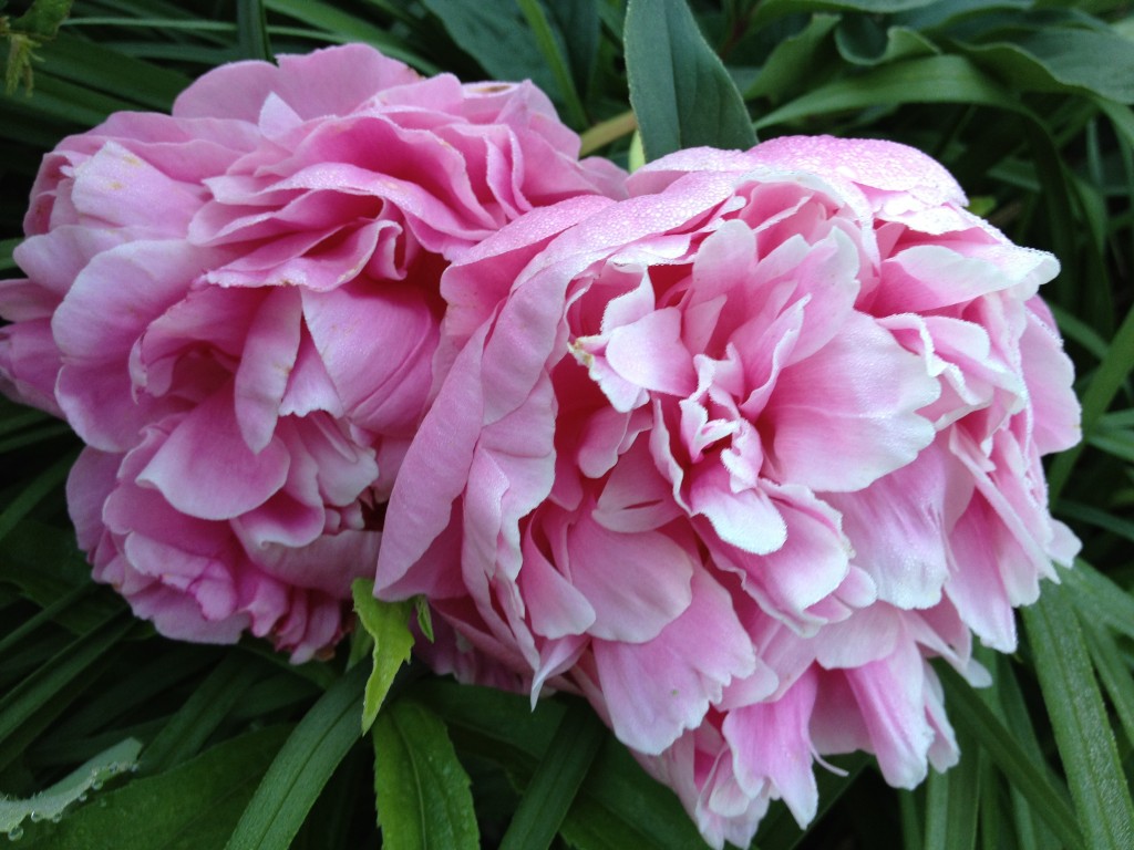 Mother's Favorite Flower, Double Pink Peonies Mother's Favorite Flower, Double Pink Peonies