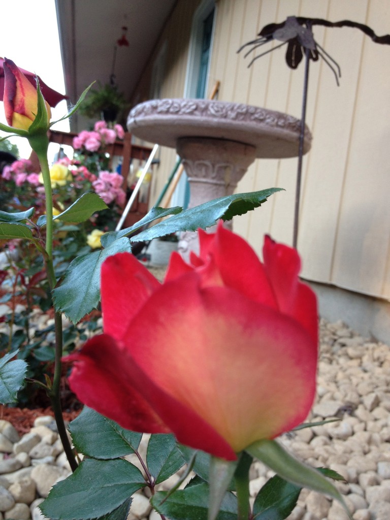 Rainbow Sorbet Rose Bud, Gagas Garden Rainbow Sorbet Rose Bud, Gagas Garden