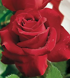 Veterans Honor, Hybrid Tea Veterans Honor, Hybrid Tea