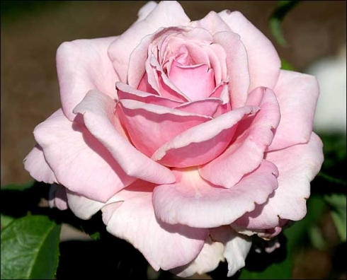 Memorial Day Hybrid Tea Memorial Day Hybrid Tea