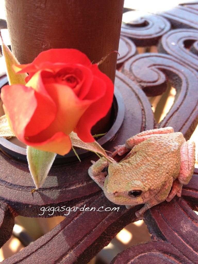 Tree Frog Gets a Leg Up Tree Frog Gets a Leg Up