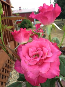 Redemption Hybrid Tea Candelabra Redemption Hybrid Tea Candelabra