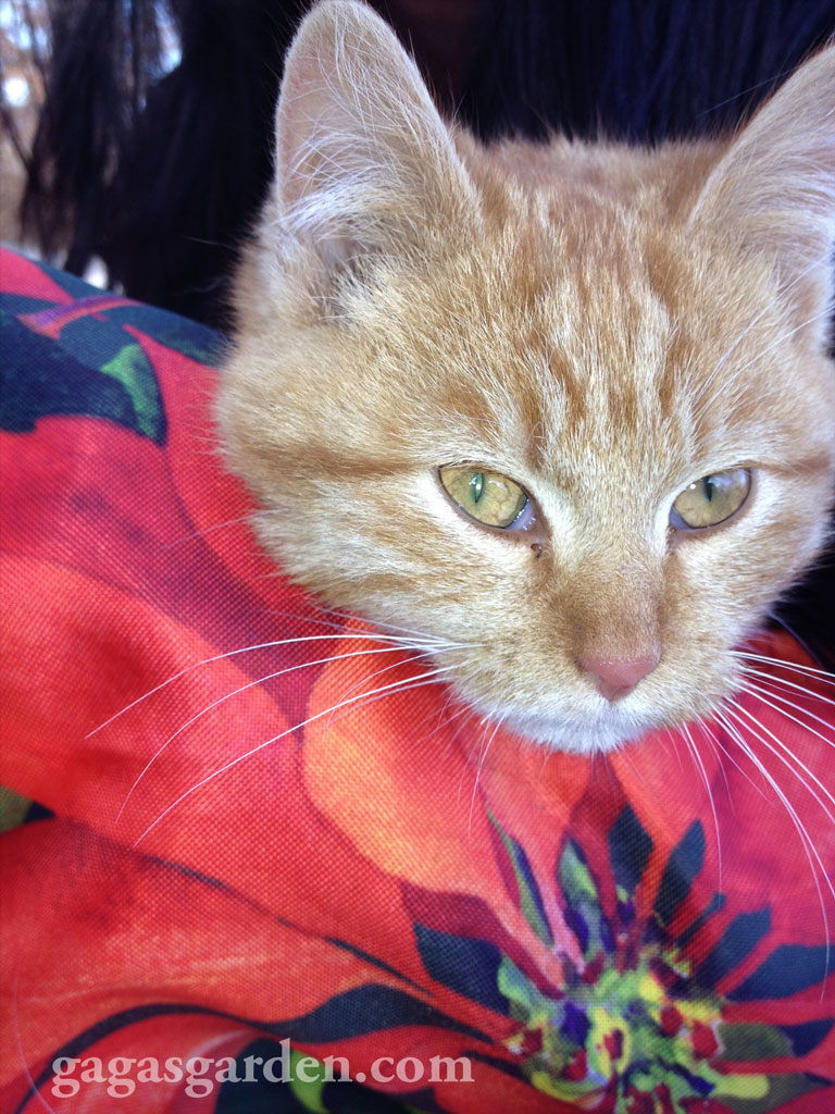 Whiskers on Kittens
