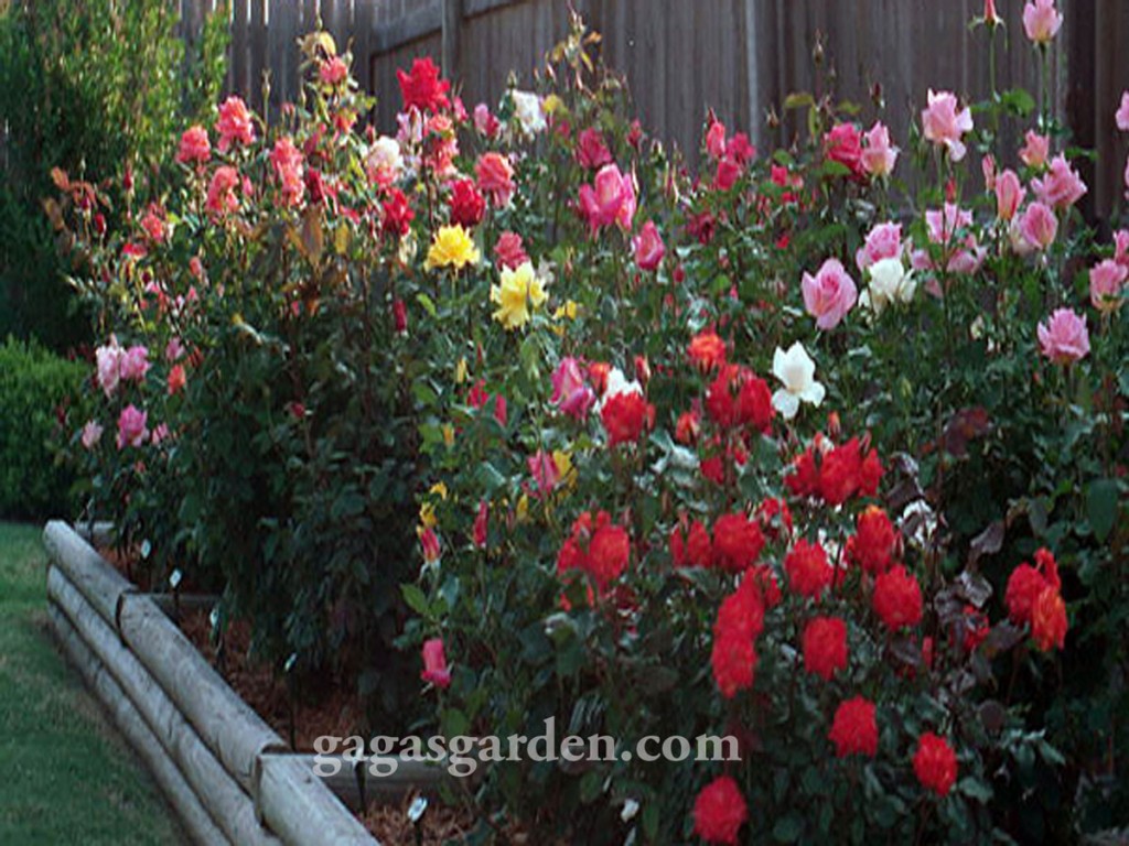 Visual Explosion of The Garden