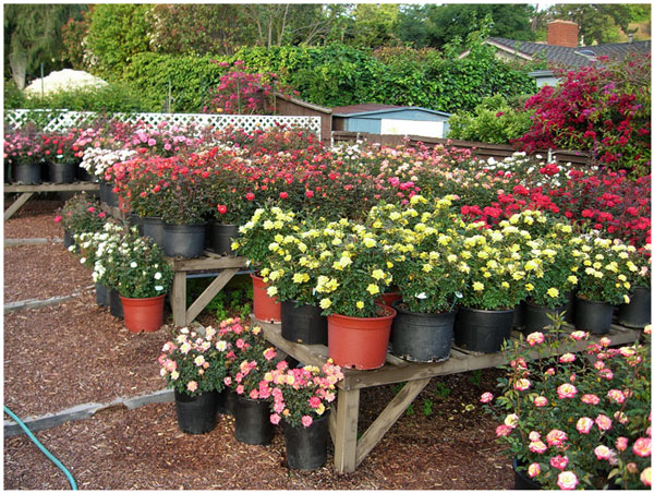 Dr. Tommy Cairns Home Rose Gardens