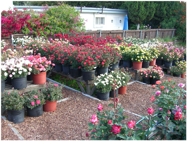 Dr. Tommy Cairns Roses