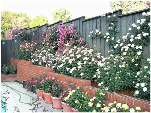 Dr. Tommy Cairns Home Rose Garden