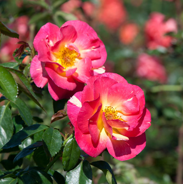 Knock Out® Rose