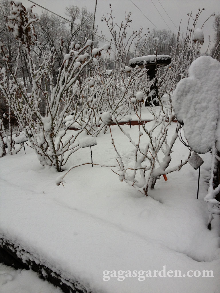 Rose Garden in Snow