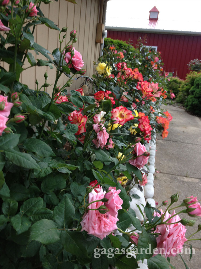 Floribunda Rose Garden in Bloom