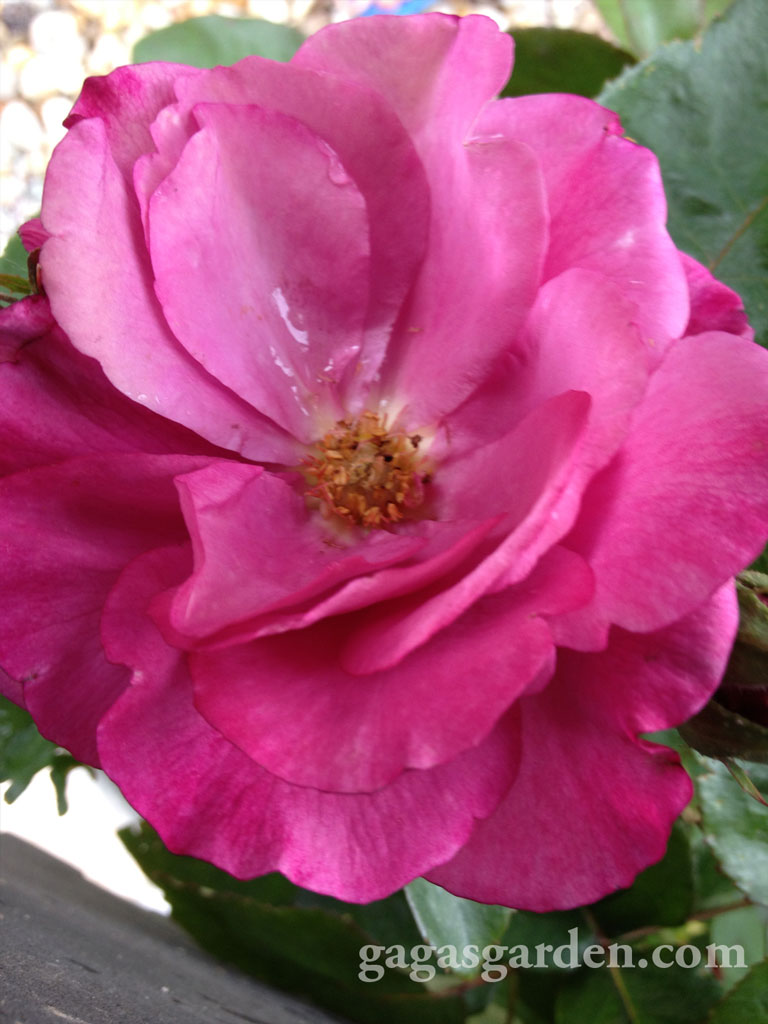 Heirloom with Raindrops