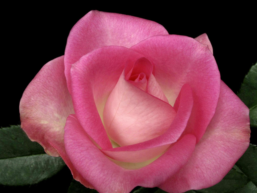 Joy October Bloom