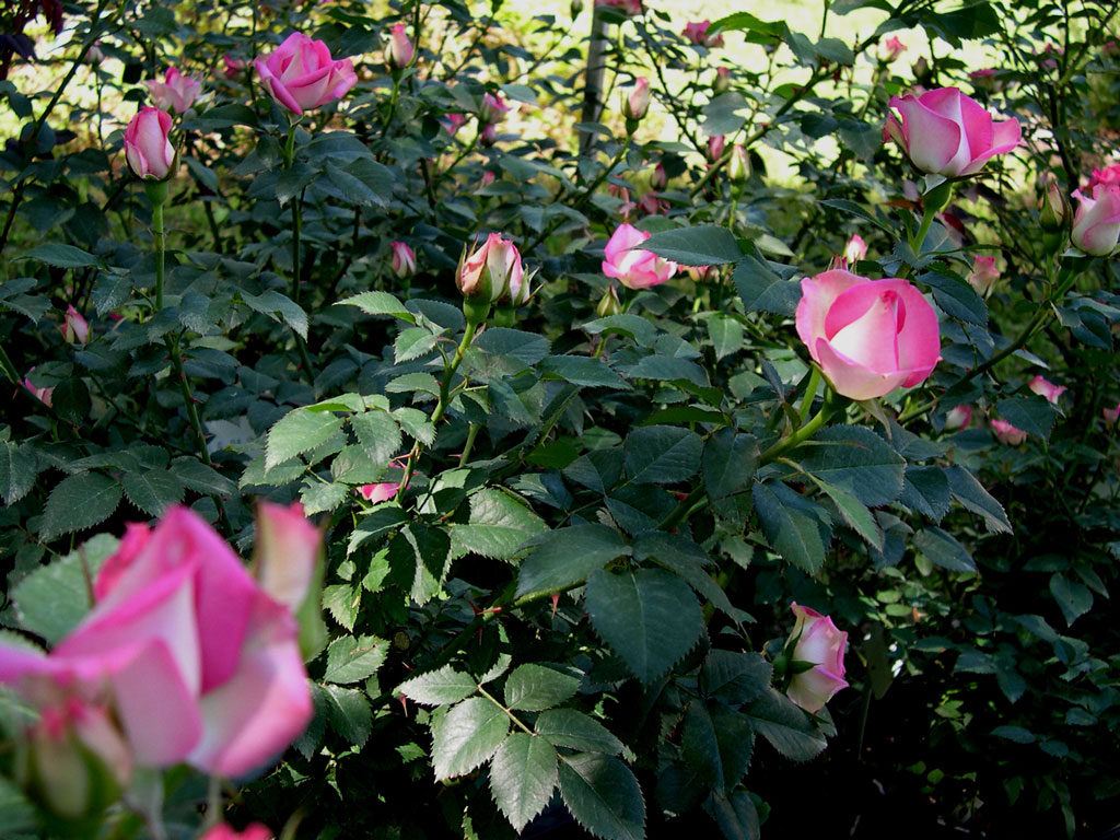 Joy Blooming in May