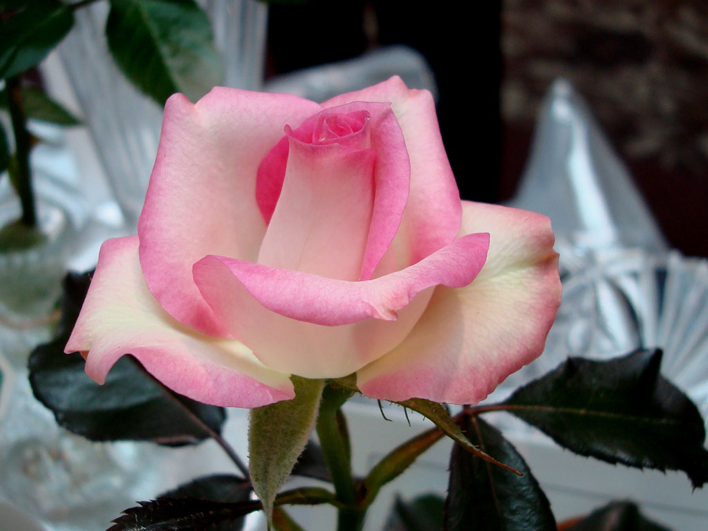 Joy, Miniature Rose Award of Excellence Winner